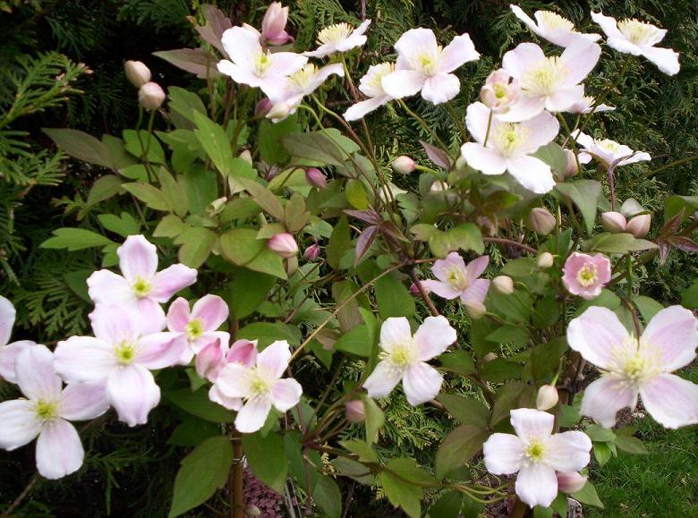 Himalayan Clematis